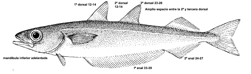 Micromesistius poutassou_01